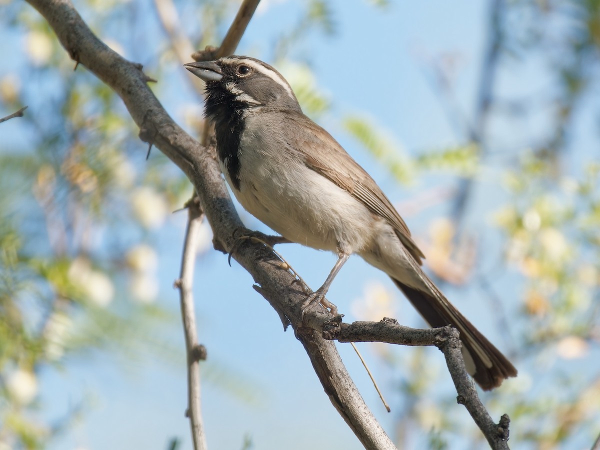 Black-throated Sparrow - ML619910678