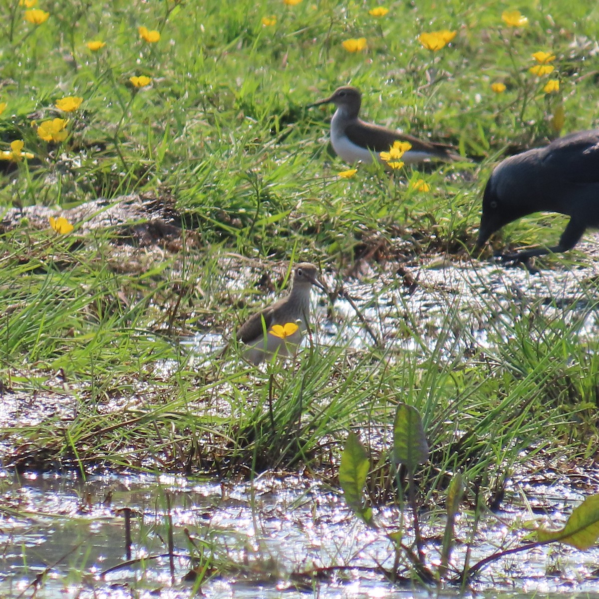 Common Sandpiper - ML619910680