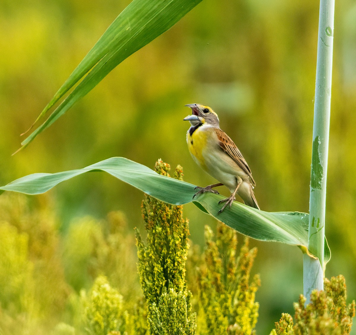 Dickcissel - ML619910681