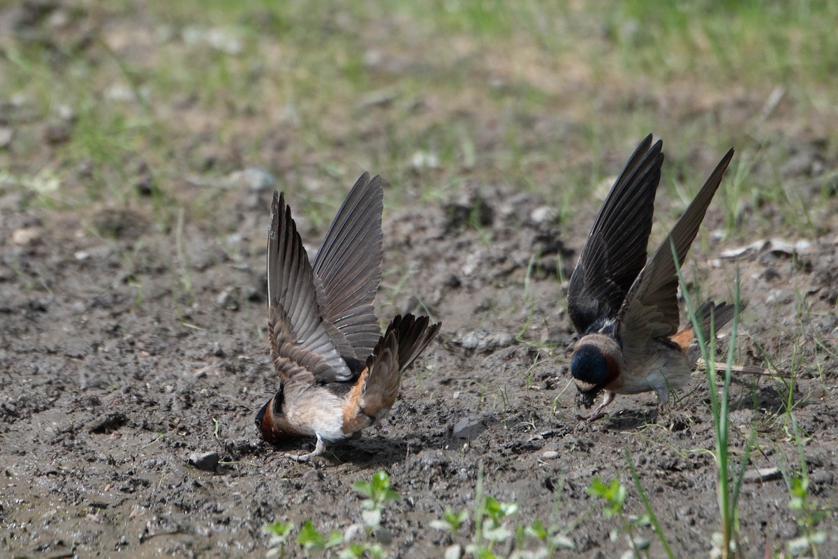 Cliff Swallow - ML619910703