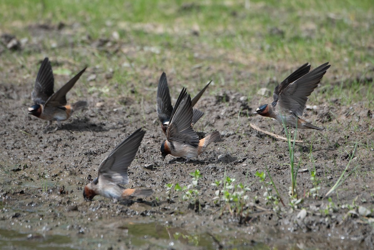 Cliff Swallow - Andrea Heine