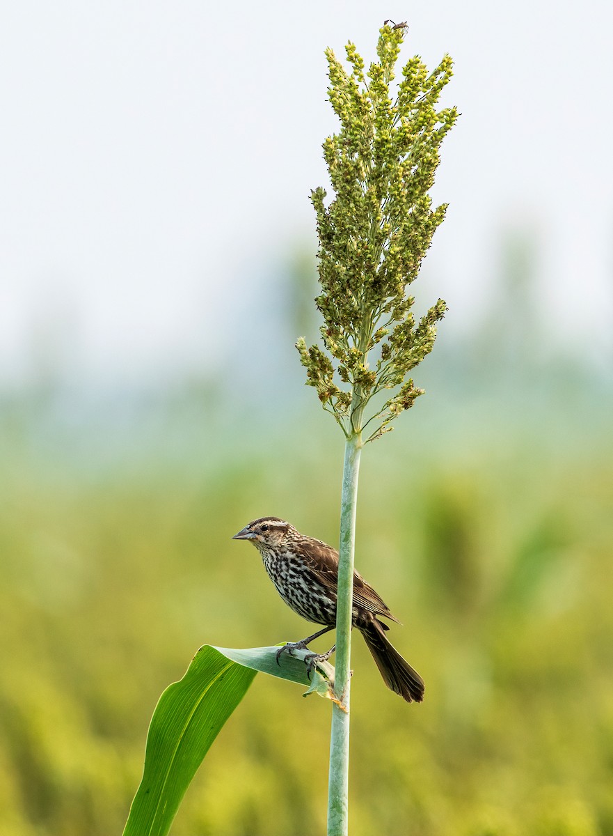 Red-winged Blackbird - ML619910711