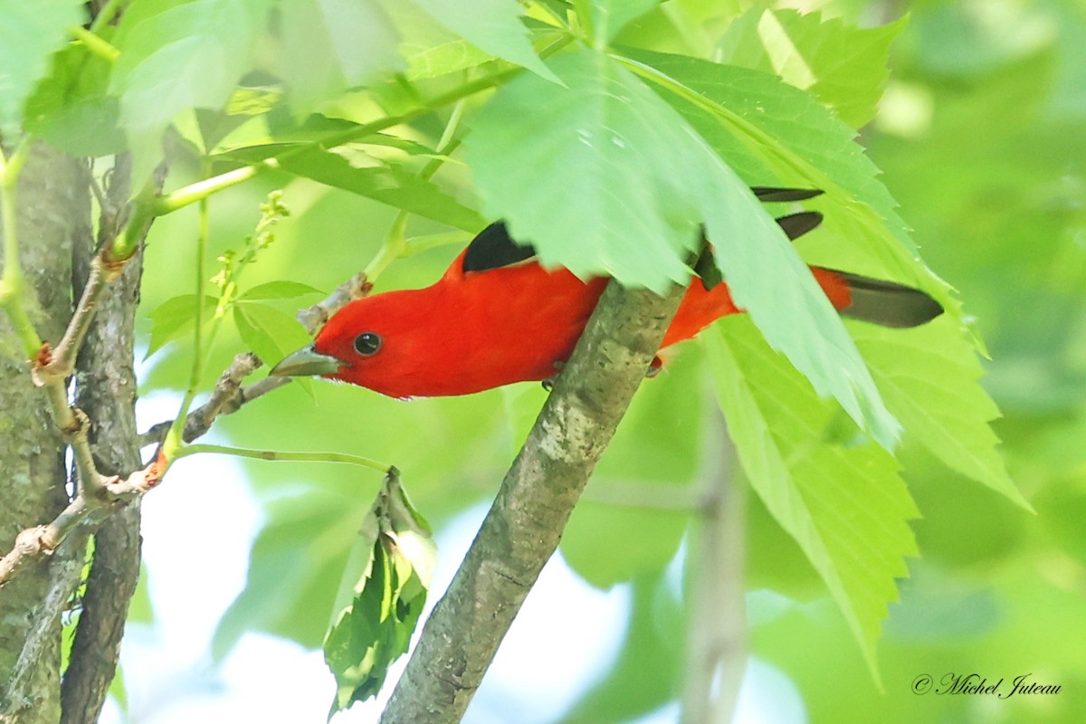 Scarlet Tanager - ML619910716
