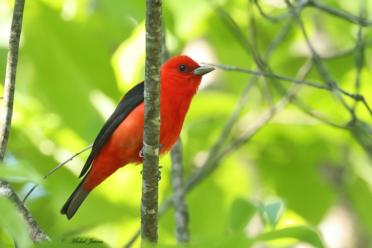 Scarlet Tanager - ML619910718