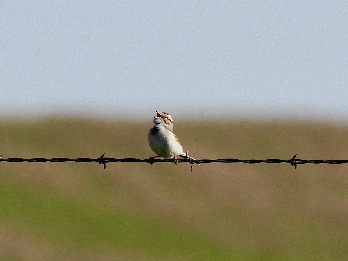 Clay-colored Sparrow - ML619910722