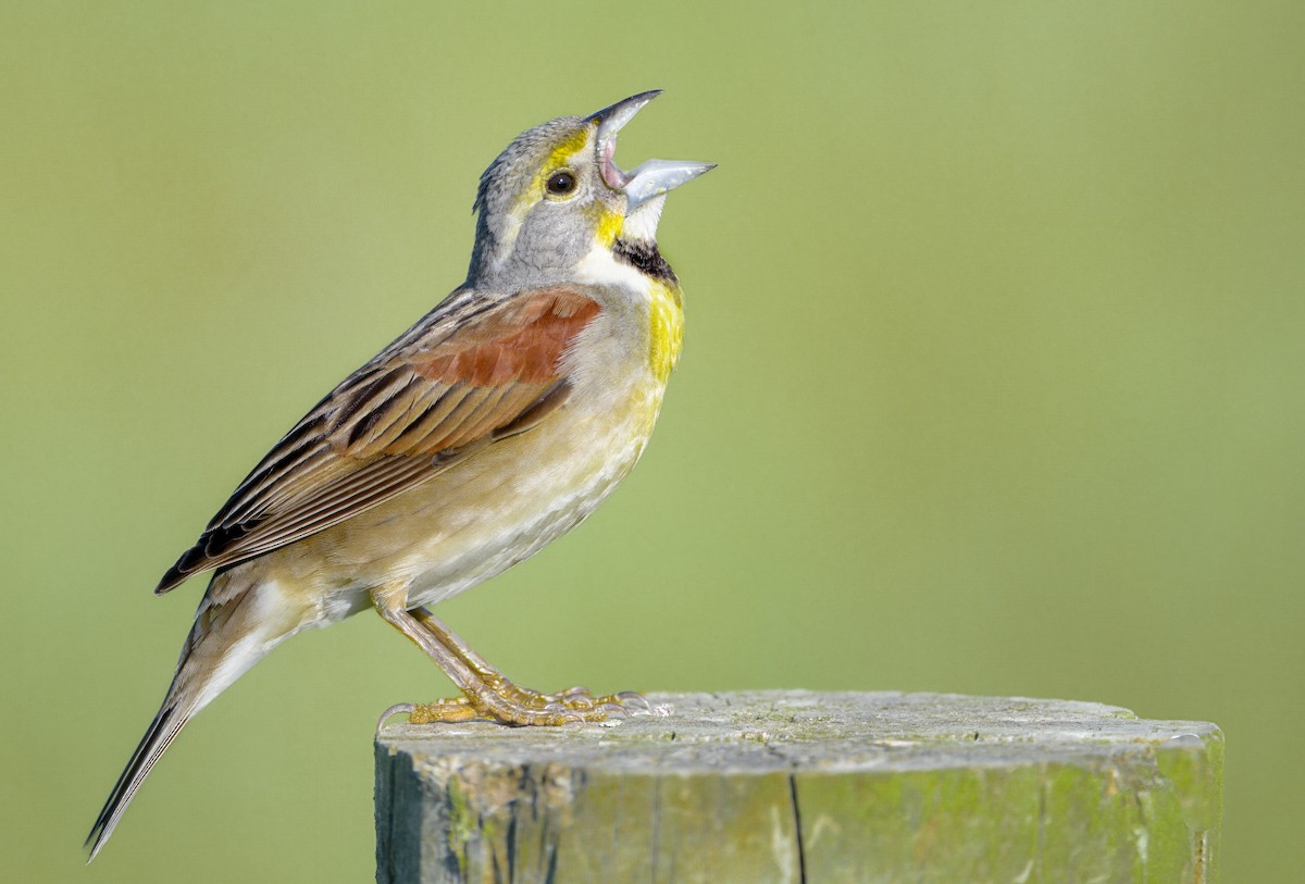 Dickcissel d'Amérique - ML619910730