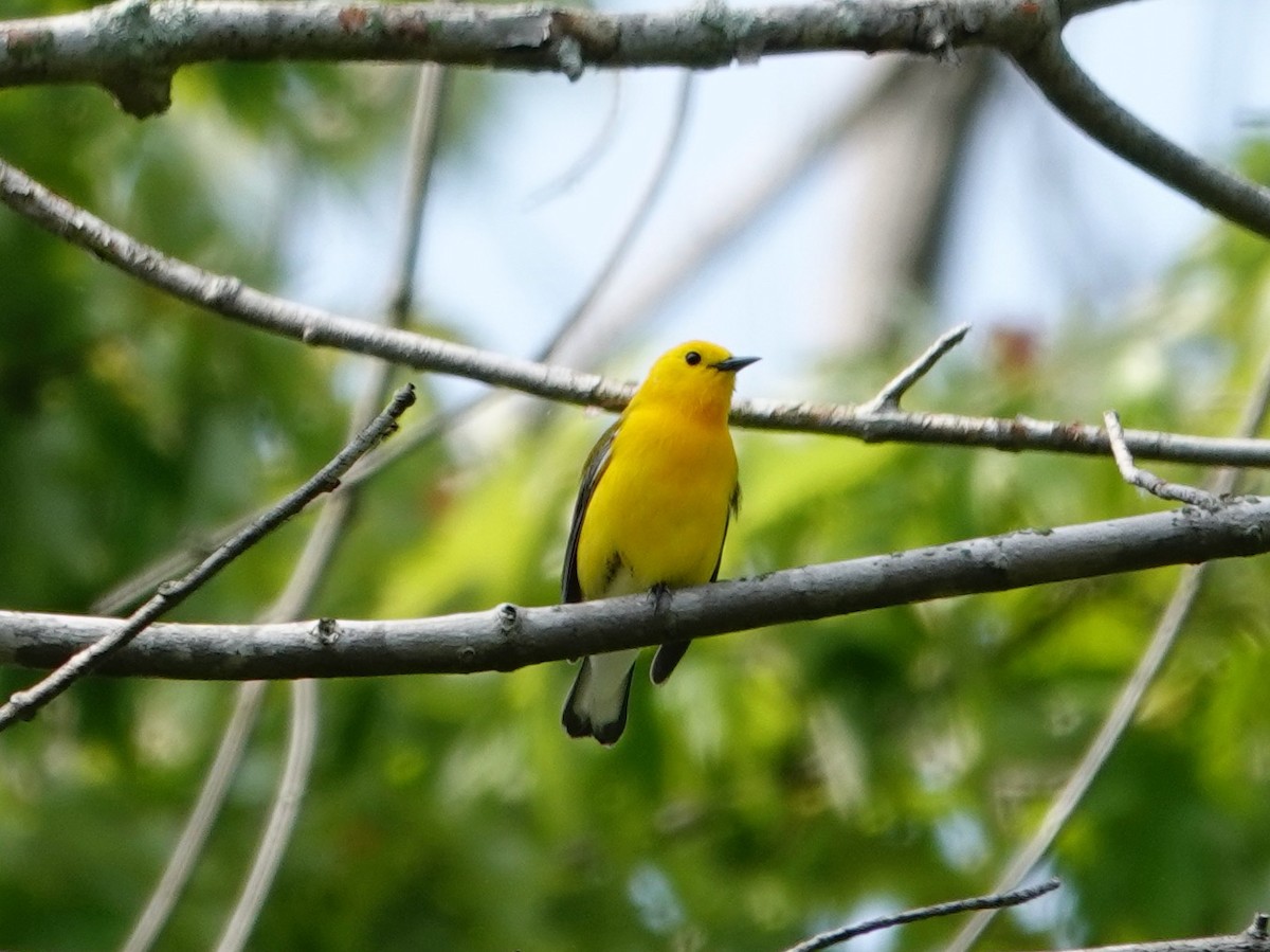 Prothonotary Warbler - ML619910758