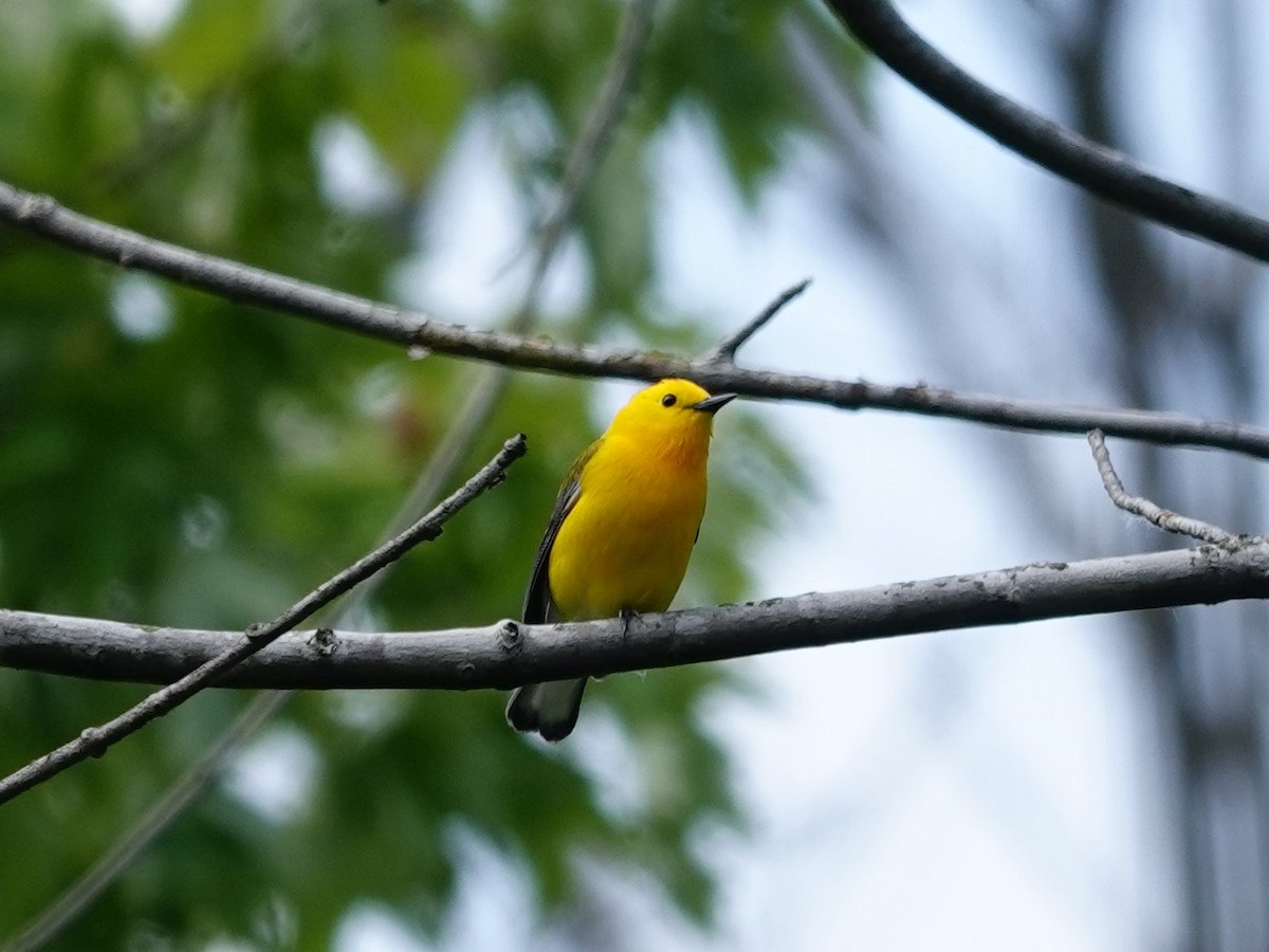 Prothonotary Warbler - ML619910759
