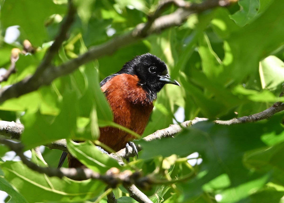 Orchard Oriole - ML619910762
