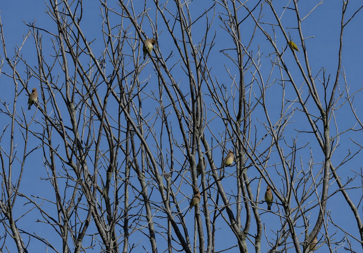 Cedar Waxwing - ML619910774