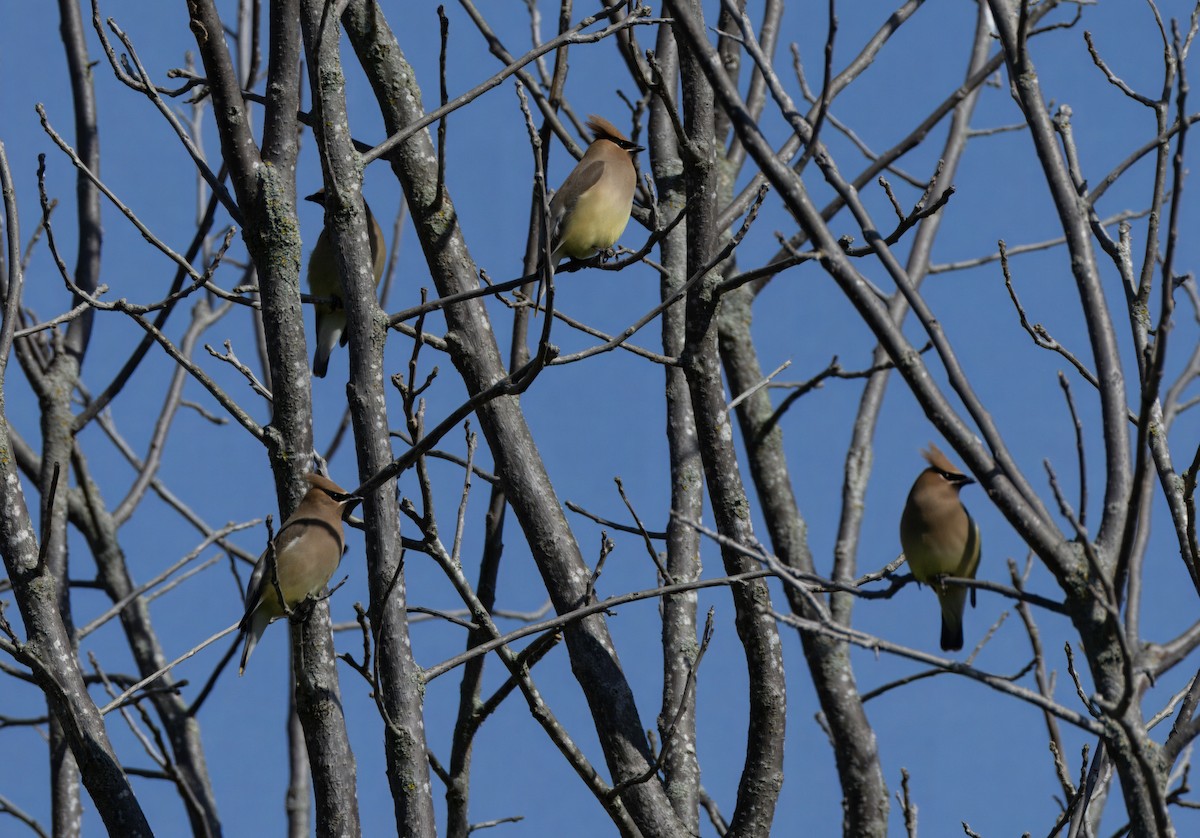 Cedar Waxwing - ML619910776