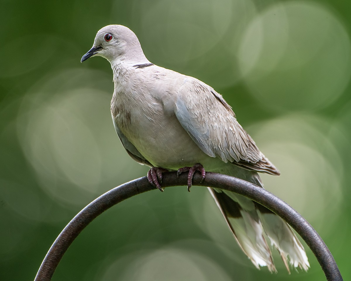 Eurasian Collared-Dove - ML619910780
