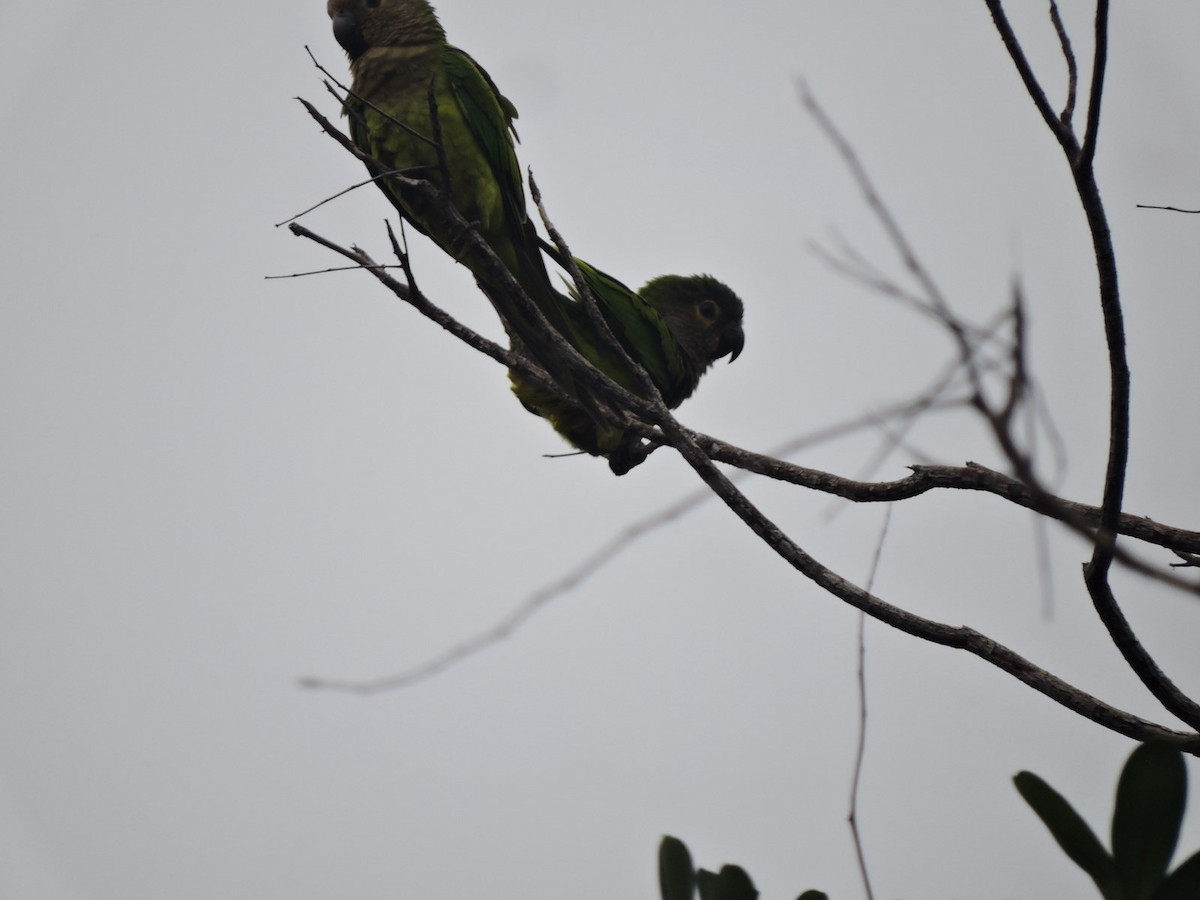 Aratinga Pertinaz - ML619910782