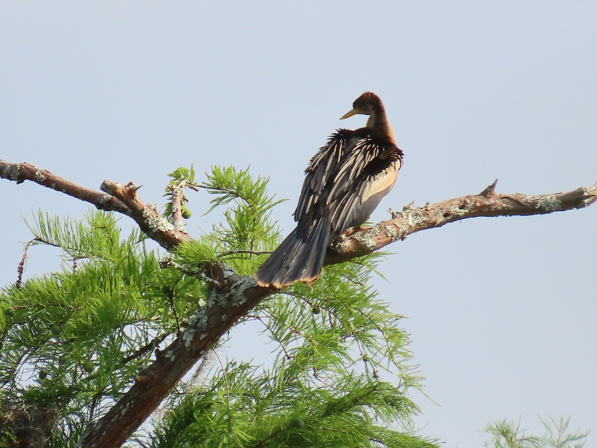 Anhinga - ML619910785