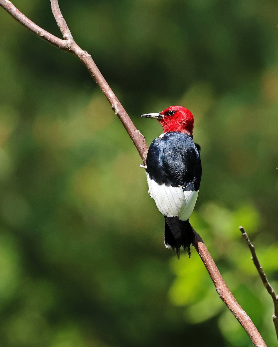Red-headed Woodpecker - ML619910789