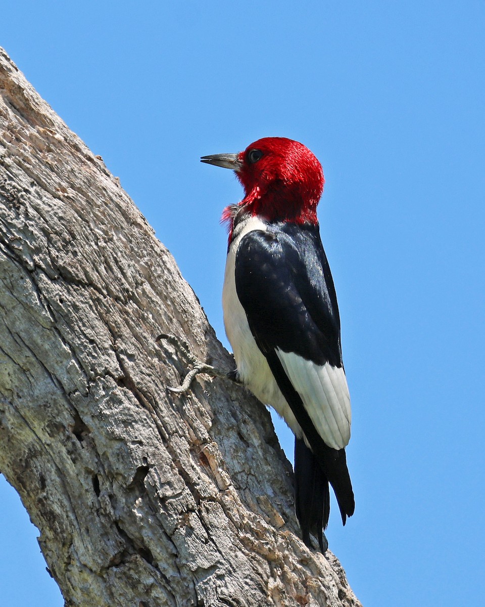 Red-headed Woodpecker - ML619910790