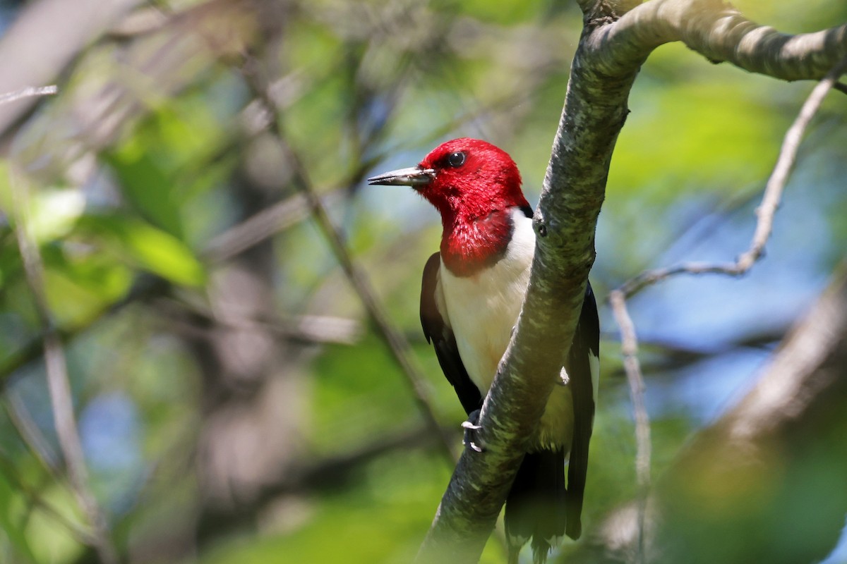 Red-headed Woodpecker - ML619910792
