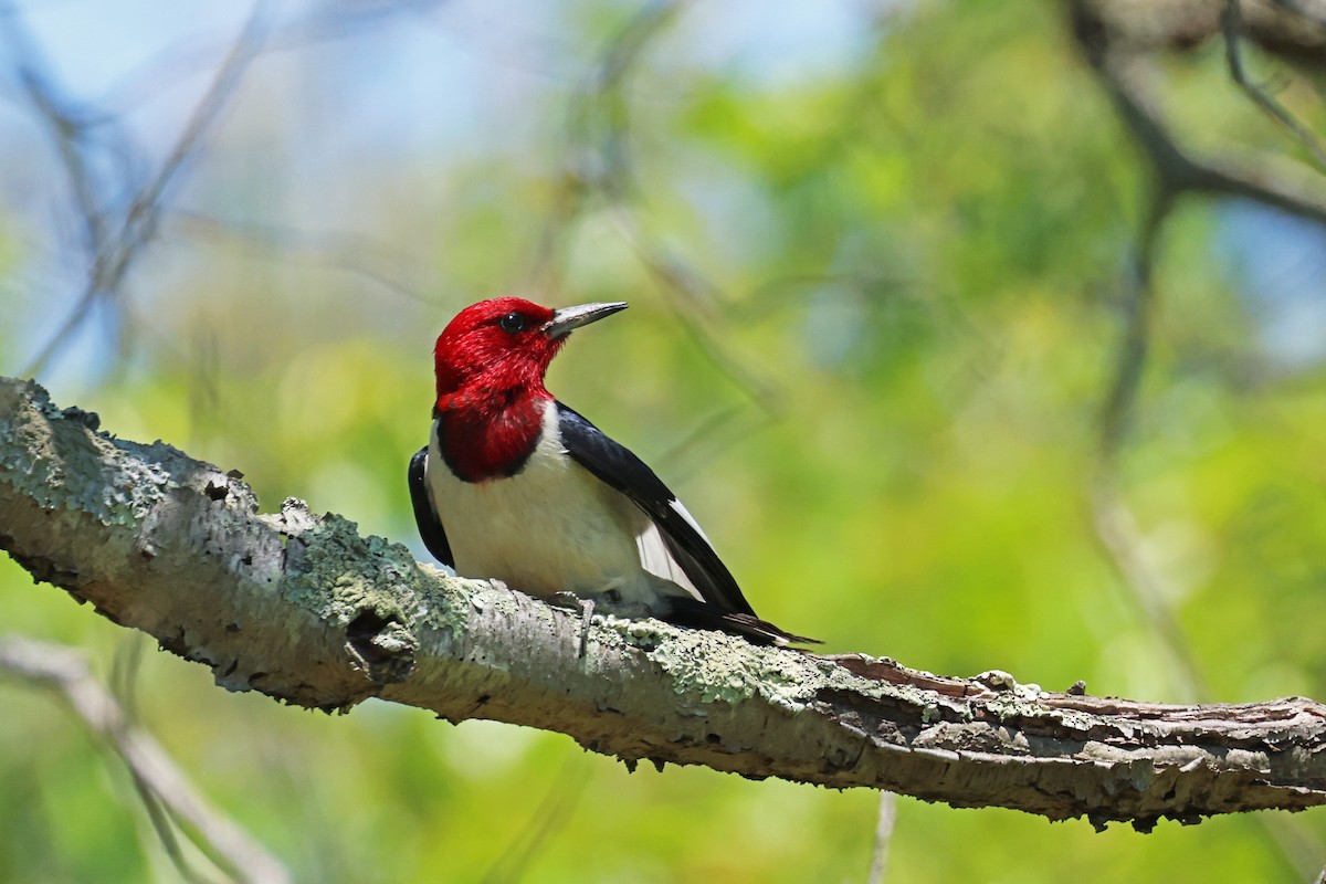 Red-headed Woodpecker - ML619910793