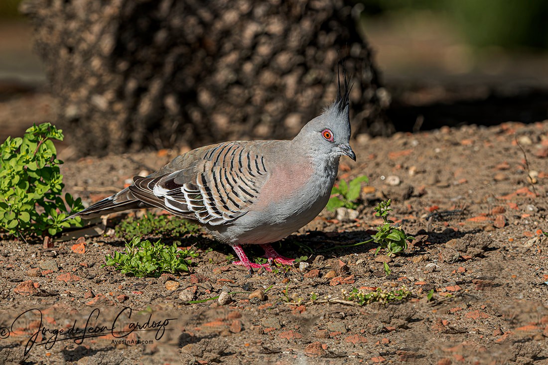 Crested Pigeon - ML619910797