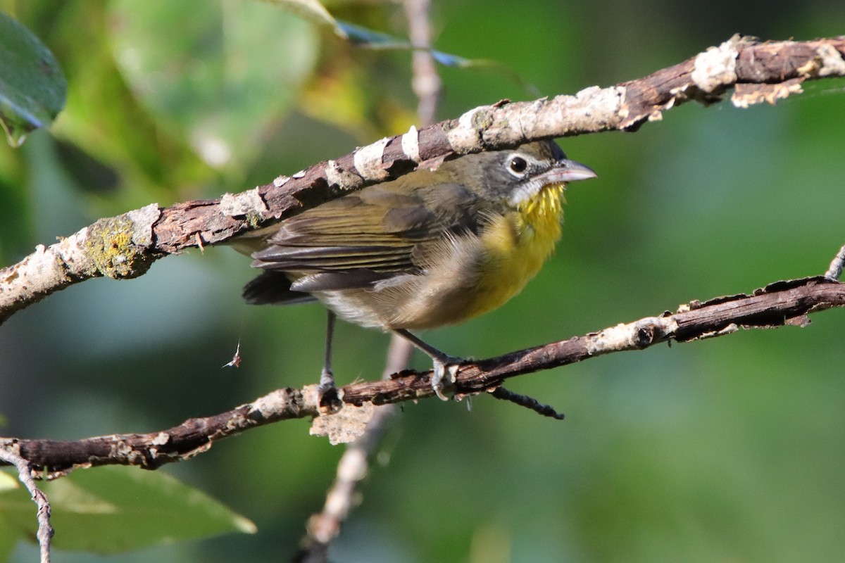 Yellow-breasted Chat - ML619910809