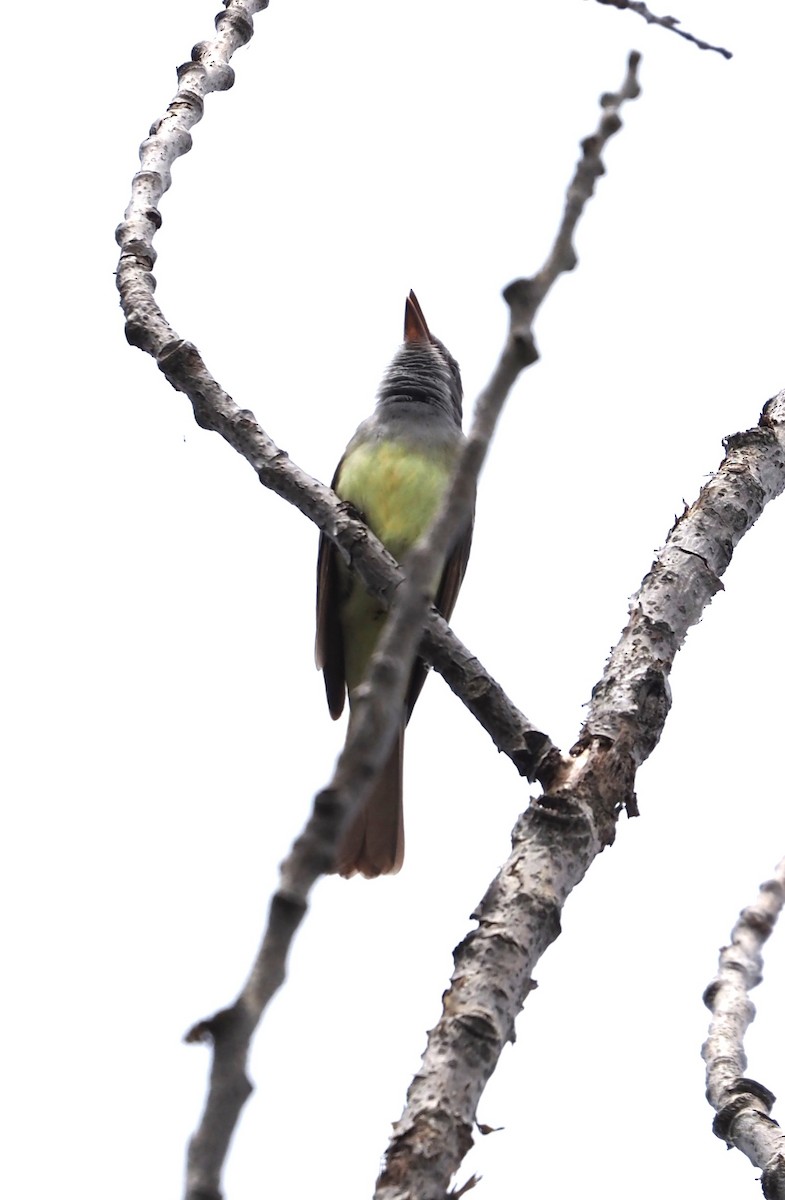 Great Crested Flycatcher - ML619910852