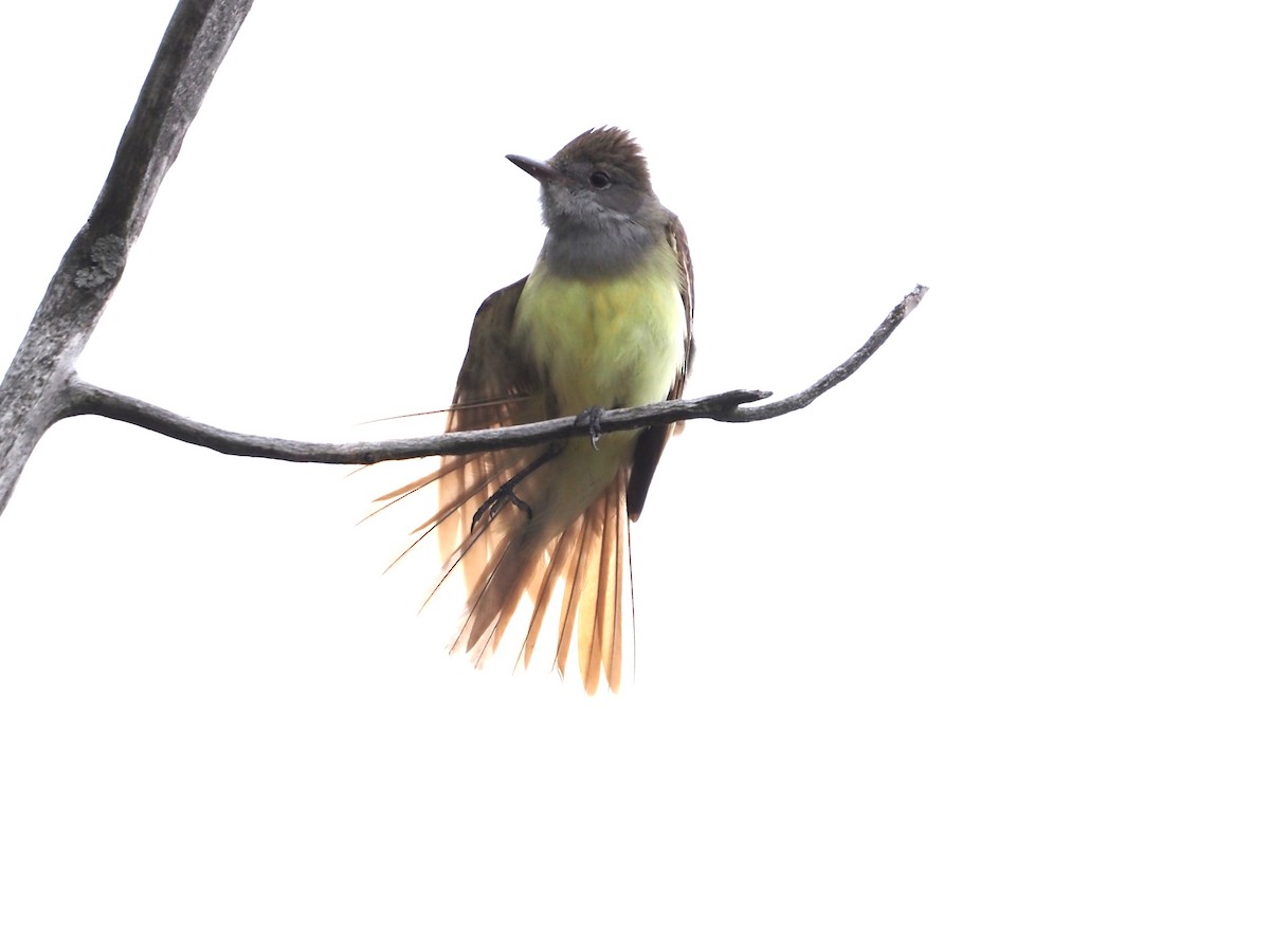 Great Crested Flycatcher - ML619910853