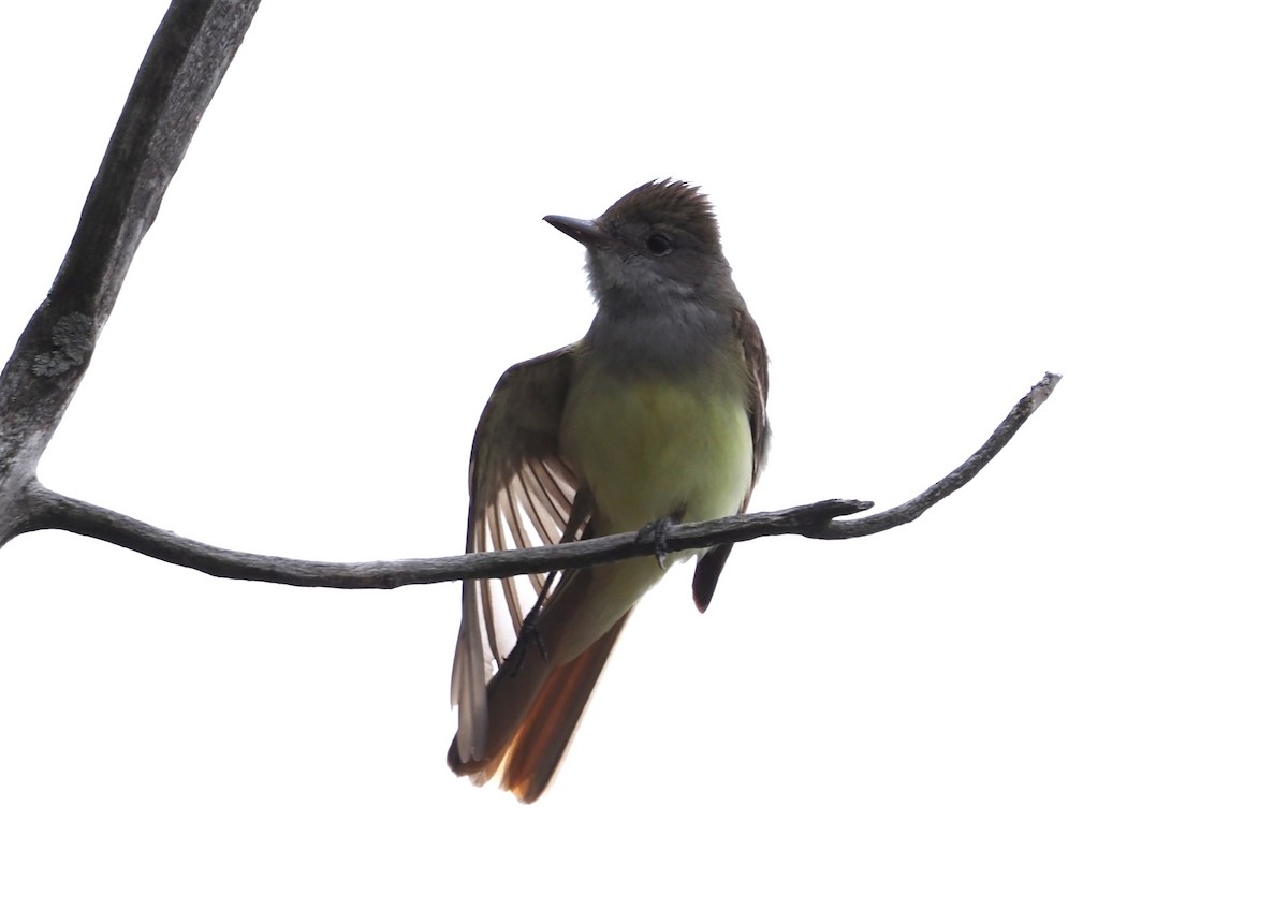 Great Crested Flycatcher - ML619910854