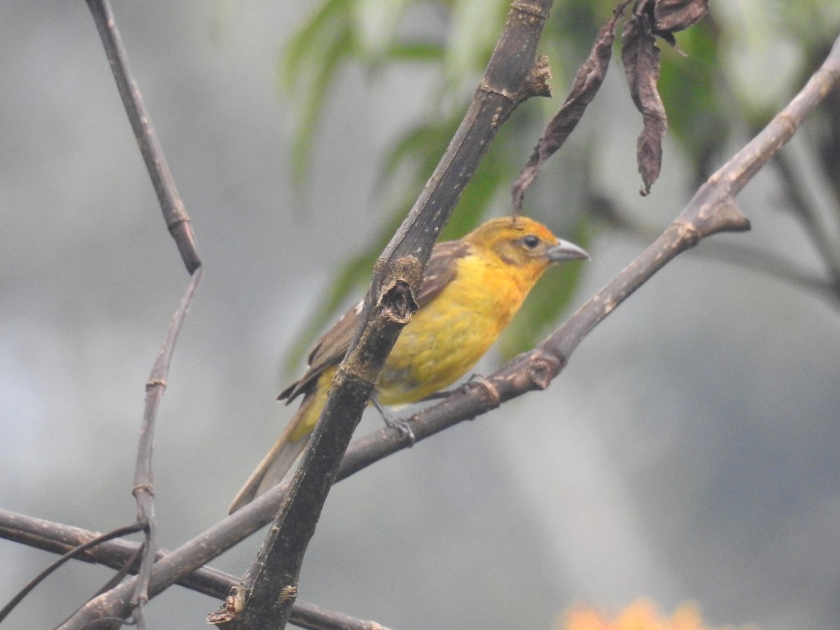 Flame-colored Tanager - ML619910877