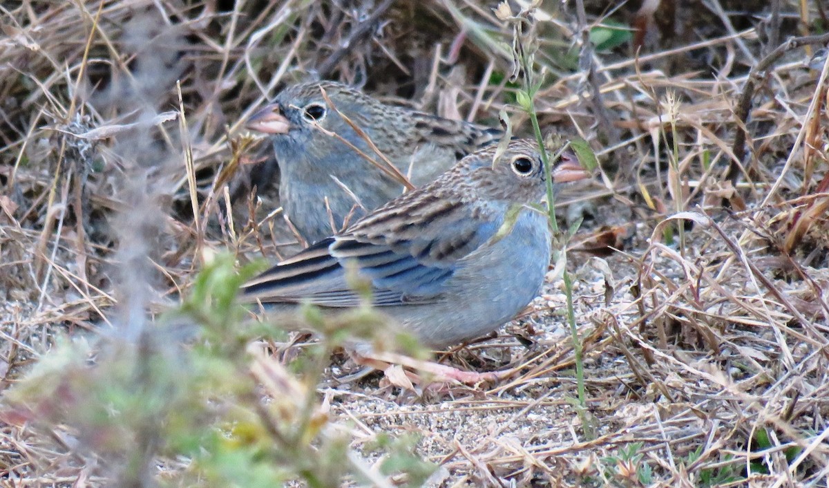 Carbonated Sierra Finch - ML619910879