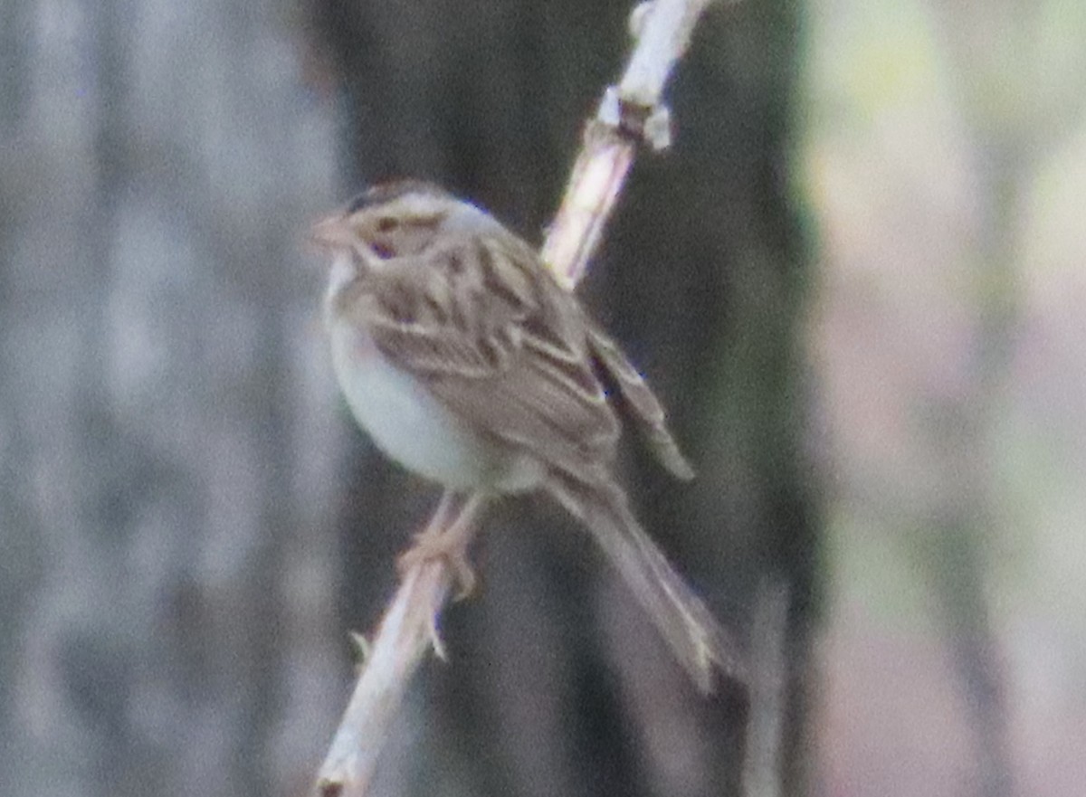 Clay-colored Sparrow - ML619910891