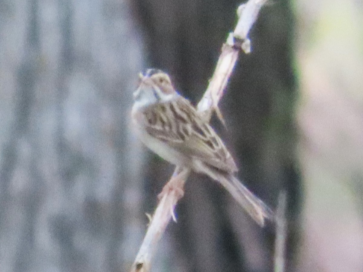 Clay-colored Sparrow - ML619910892