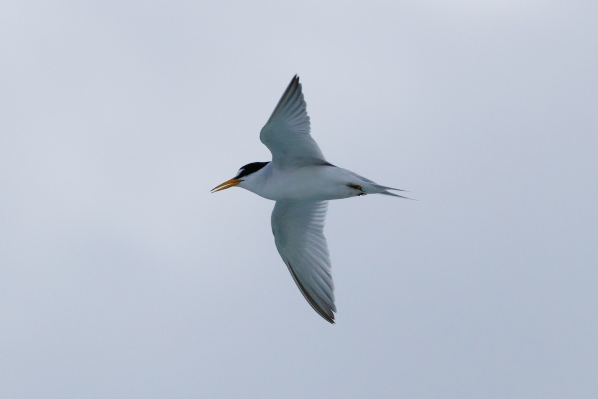 Least Tern - ML619910894