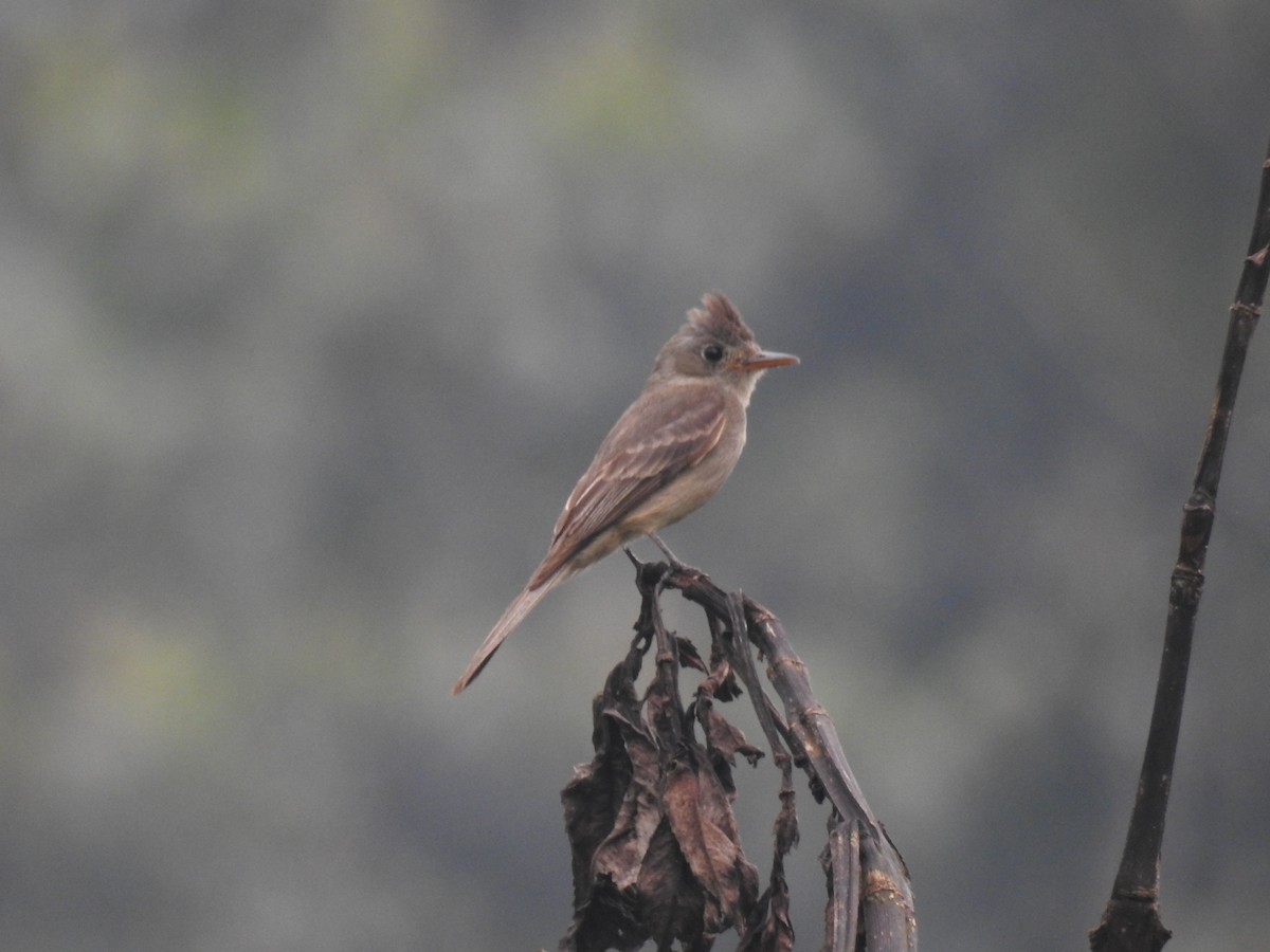 Greater Pewee - ML619910902