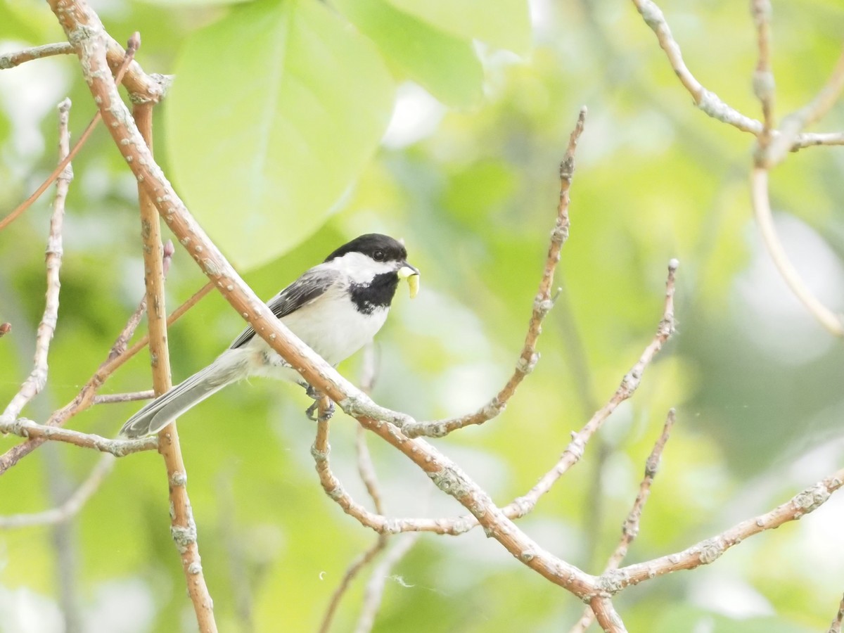 Black-capped Chickadee - ML619910908