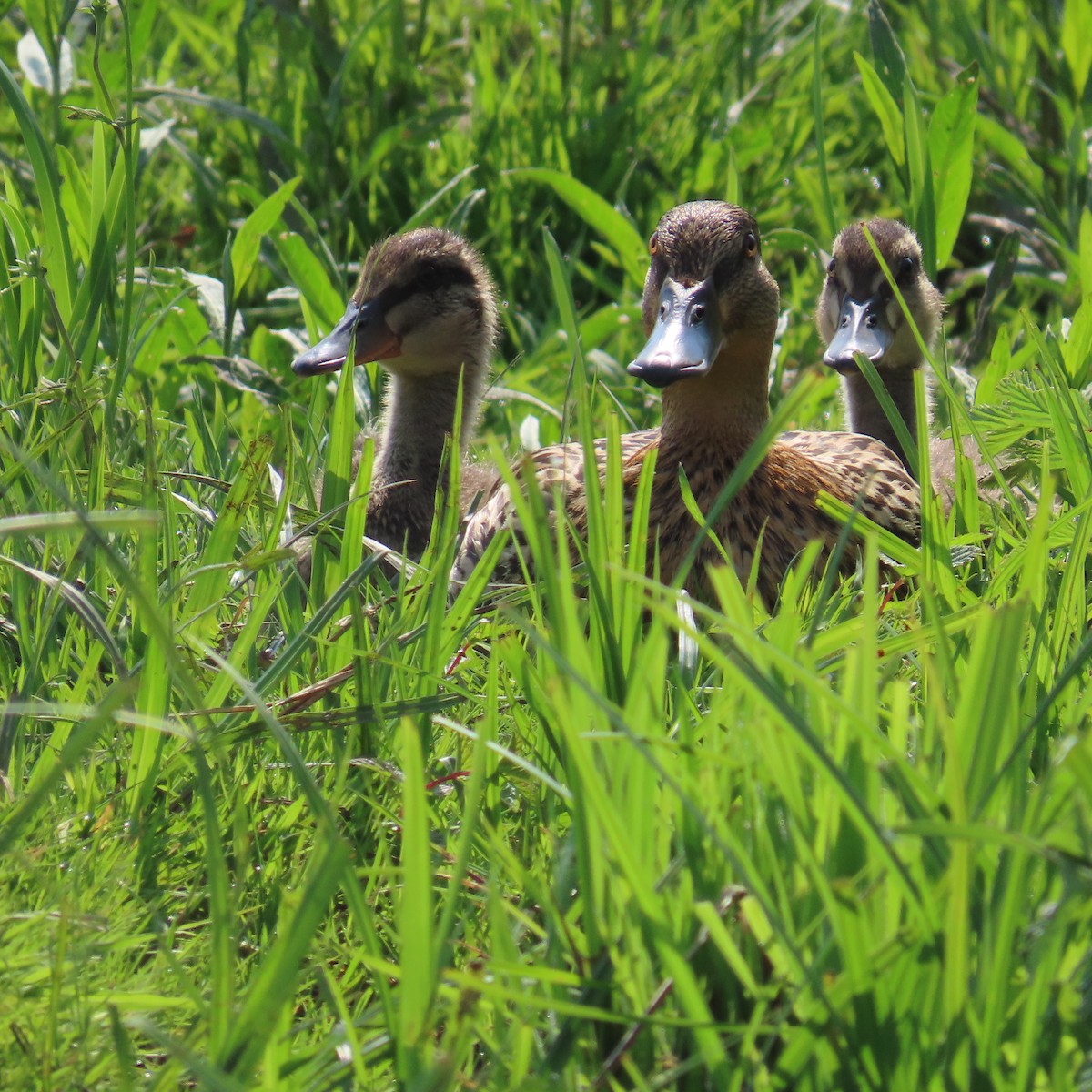 Stockente - ML619910909