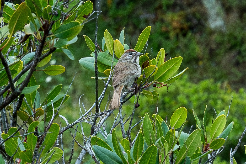 Rufous-crowned Sparrow - ML619910927