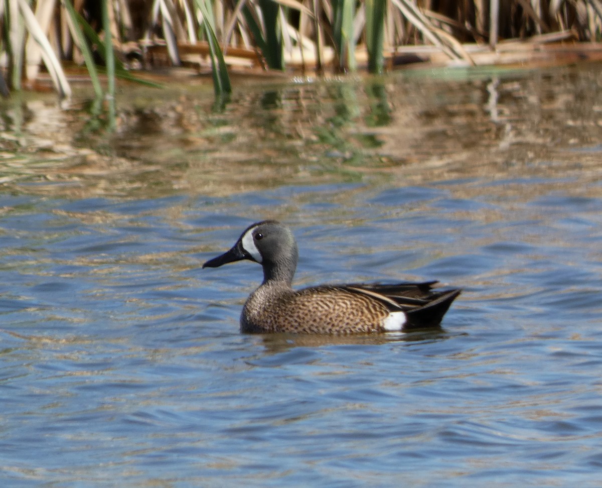 Blue-winged Teal - ML619910932