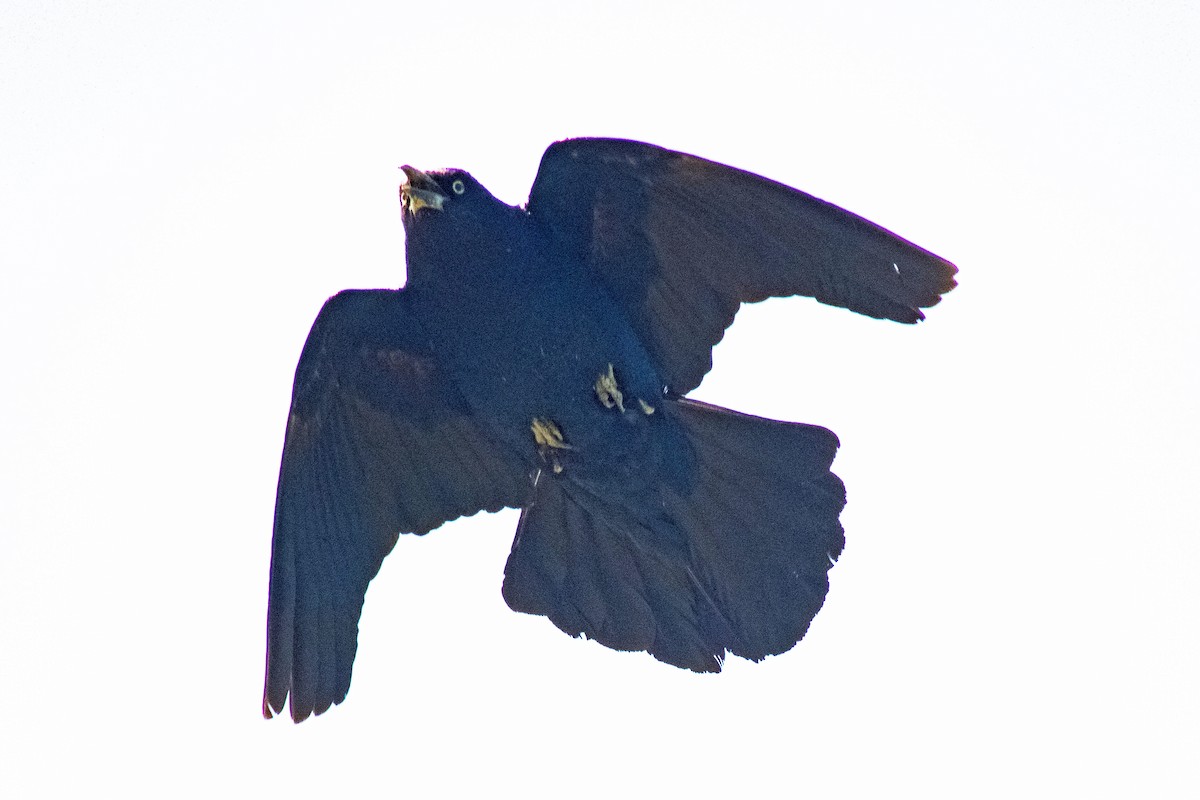 Boat-tailed Grackle (torreyi/alabamensis) - ML619910938