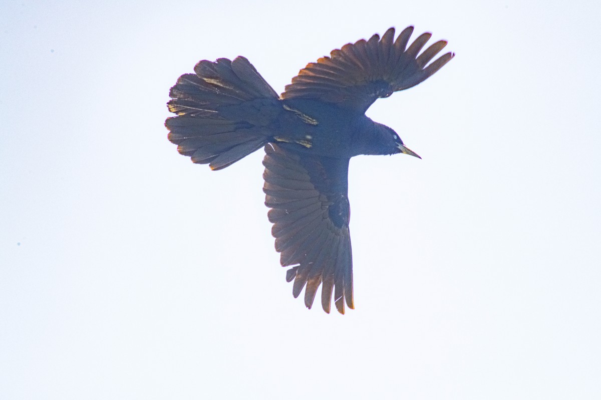 Boat-tailed Grackle (torreyi/alabamensis) - ML619910958