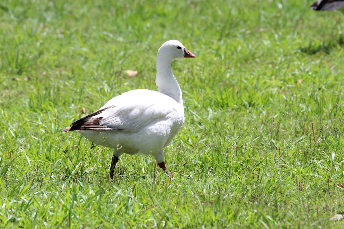 Ross's Goose - George Dokes