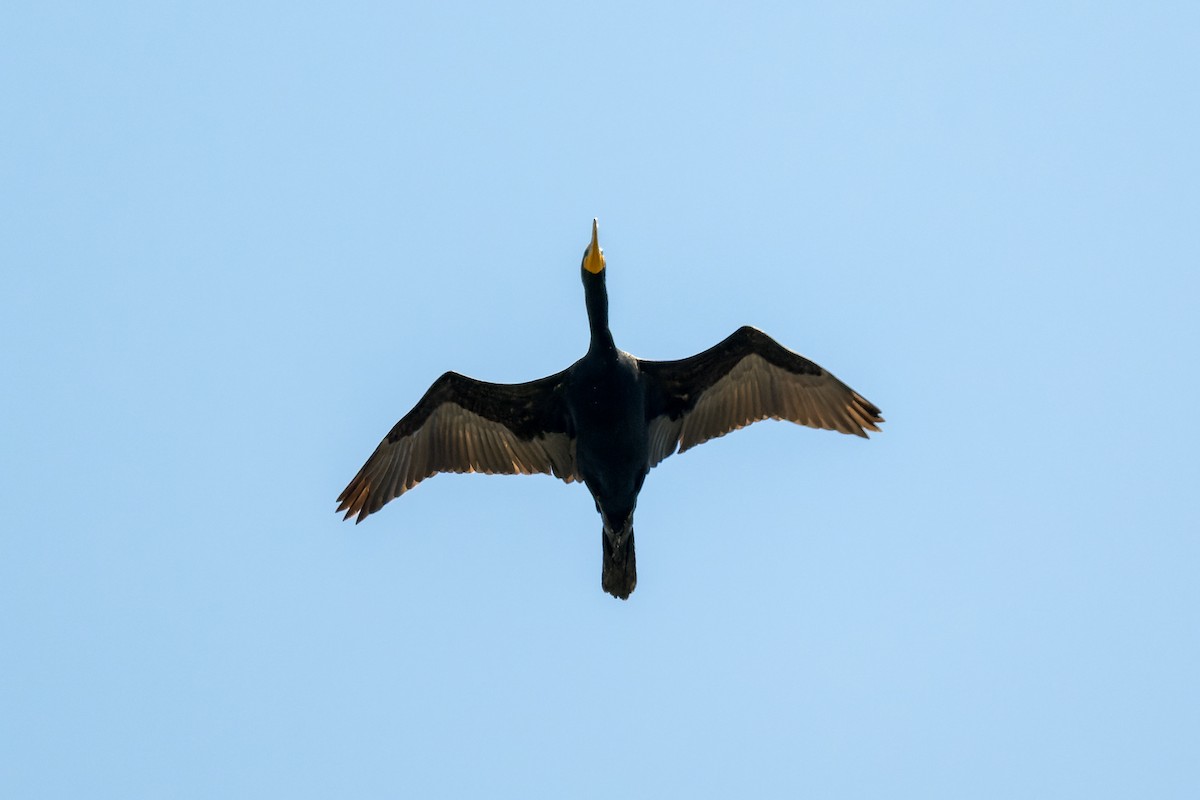 Double-crested Cormorant - ML619910974