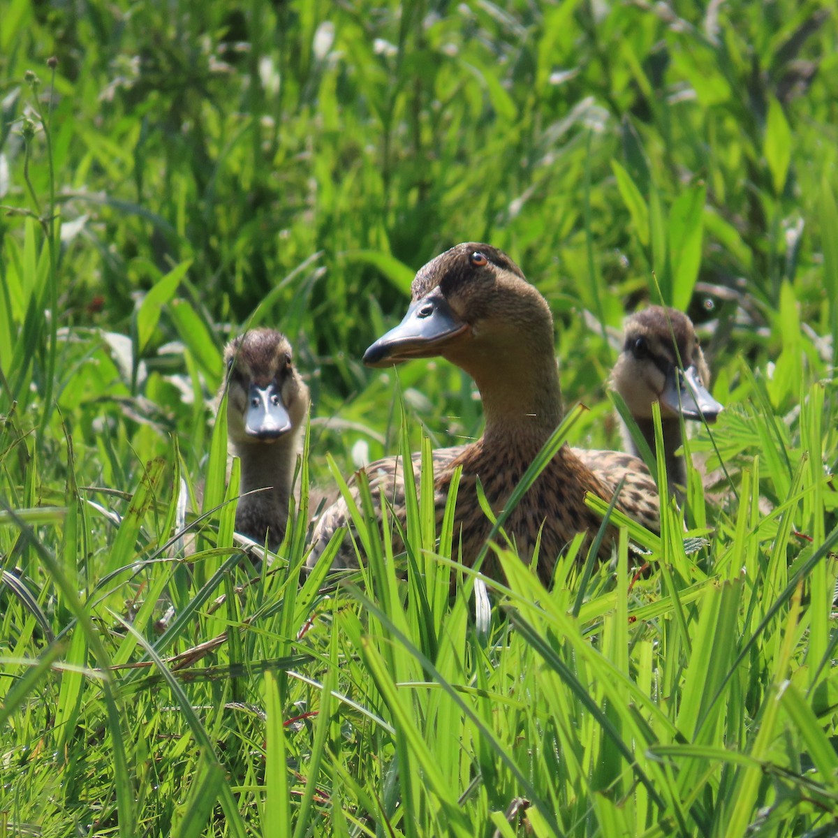 Canard colvert - ML619910975