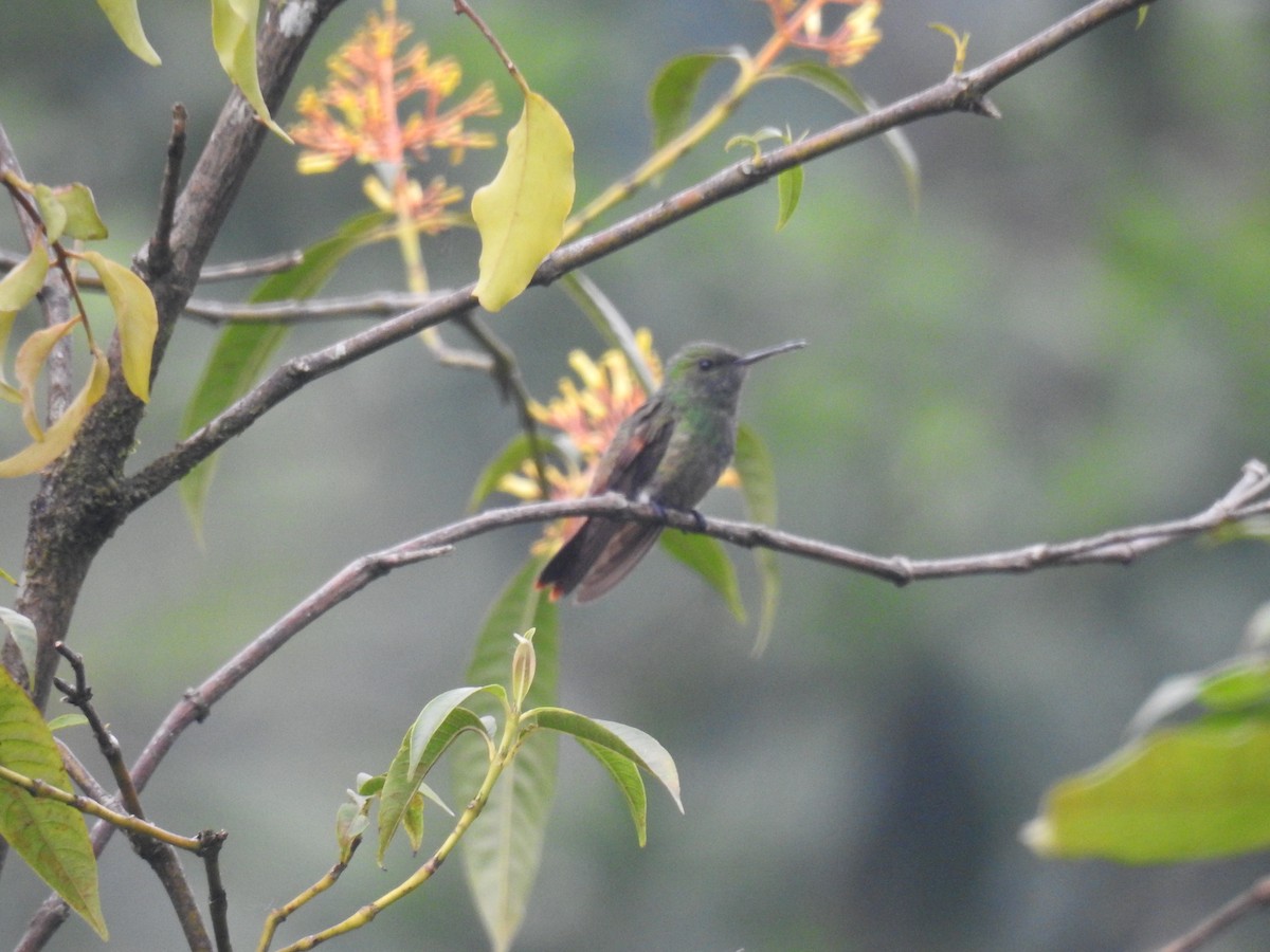 kolibřík mexický - ML619911002