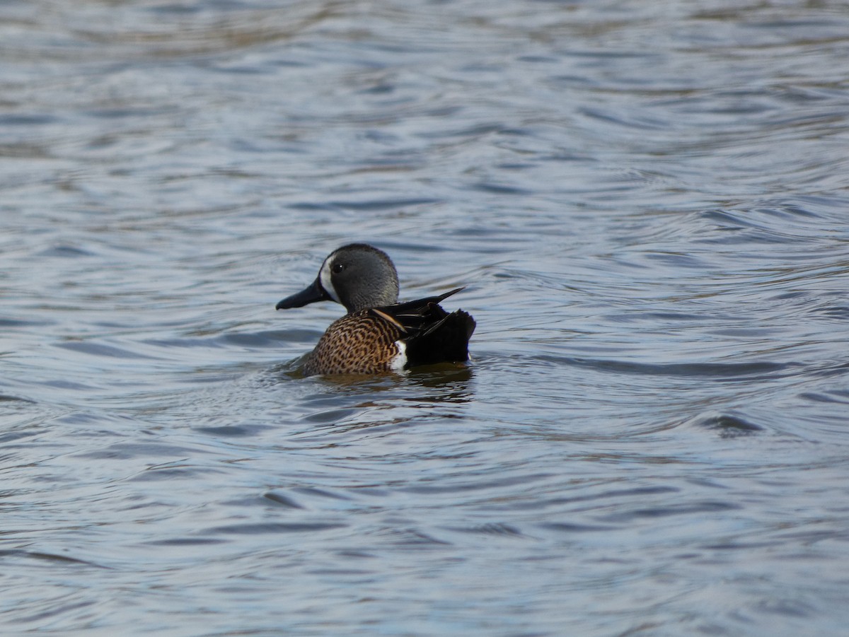 Blue-winged Teal - ML619911015