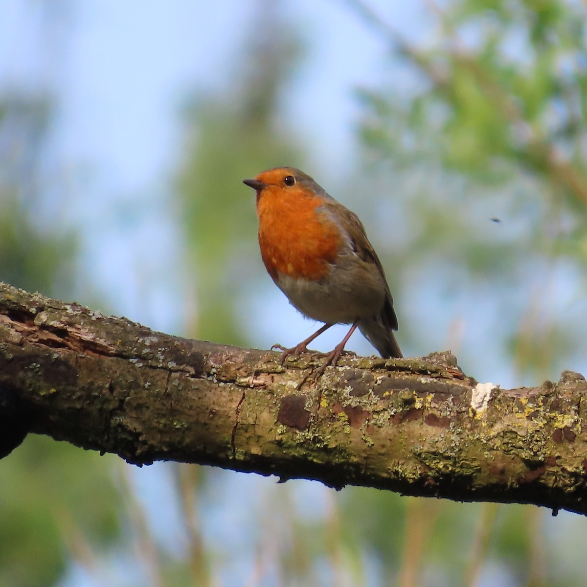 European Robin - ML619911027