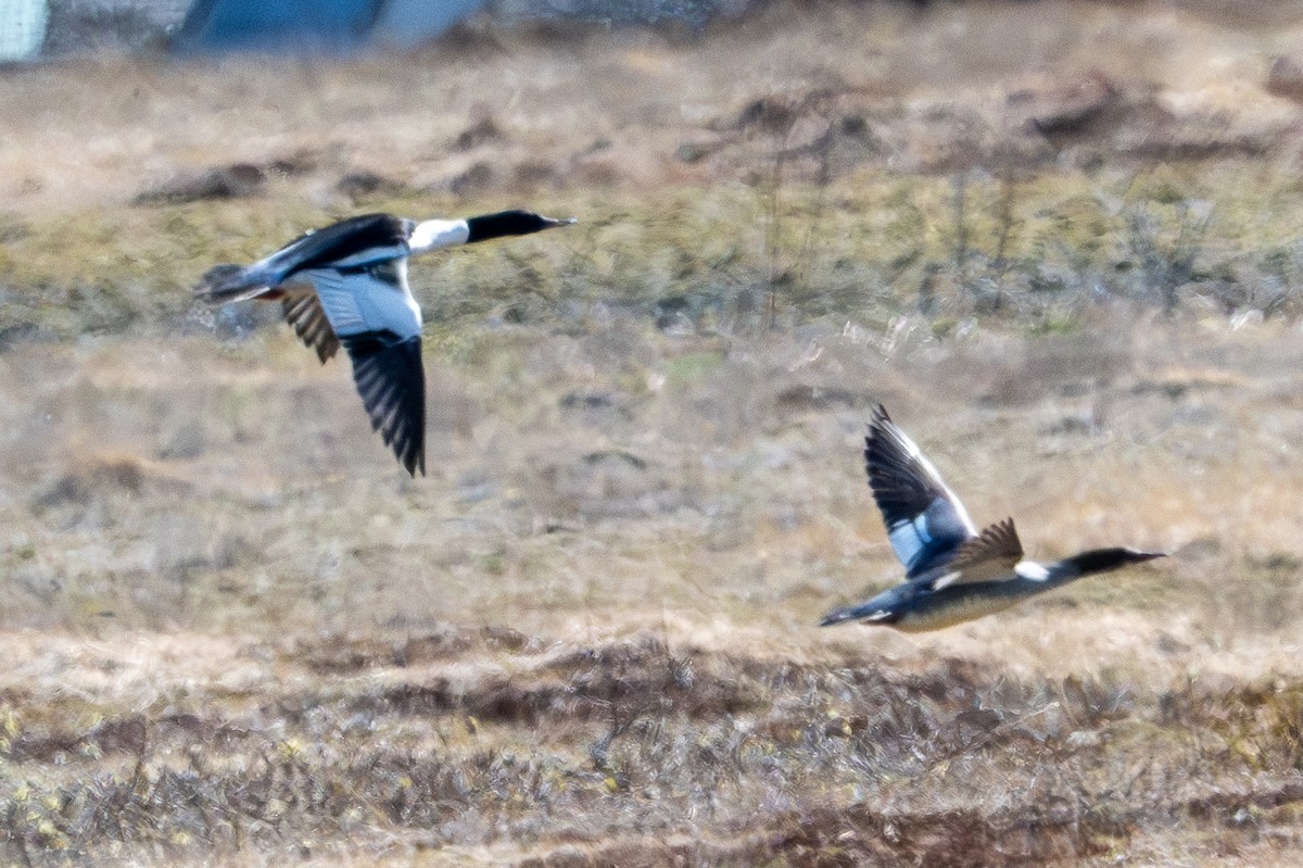 Common Merganser (Eurasian) - ML619911035