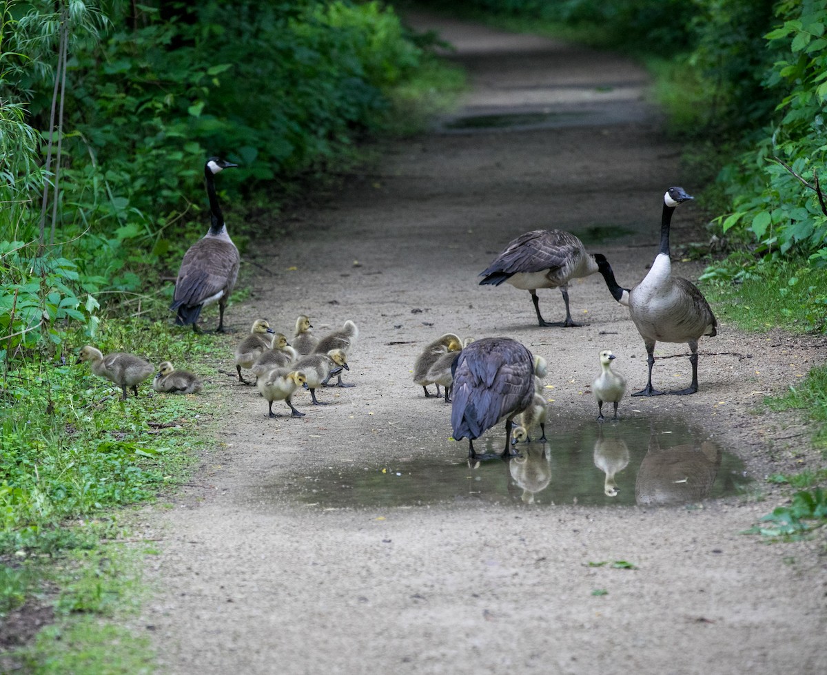 Canada Goose - Byron & Karyl Rice