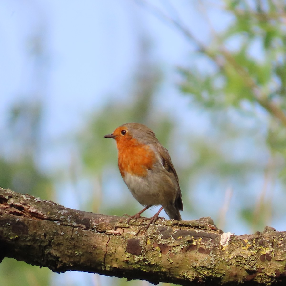 European Robin - ML619911047