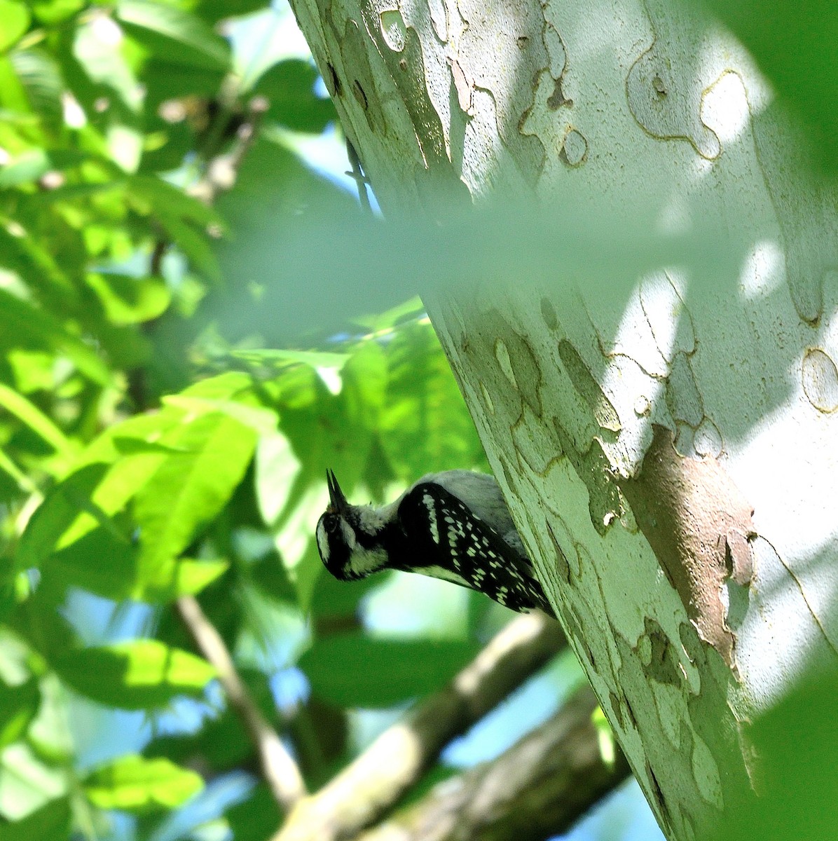 Hairy Woodpecker - ML619911053