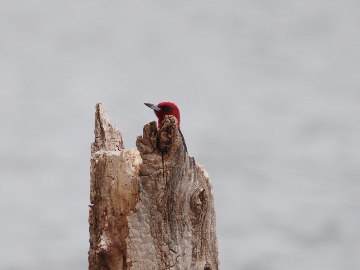 Red-headed Woodpecker - ML619911055
